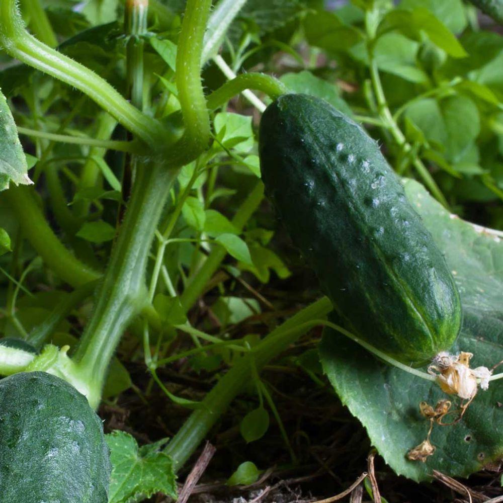 Spacemaster Cucumber Seeds, NON-GMO, Compact Cucumber Plant, FREE SHIPPING