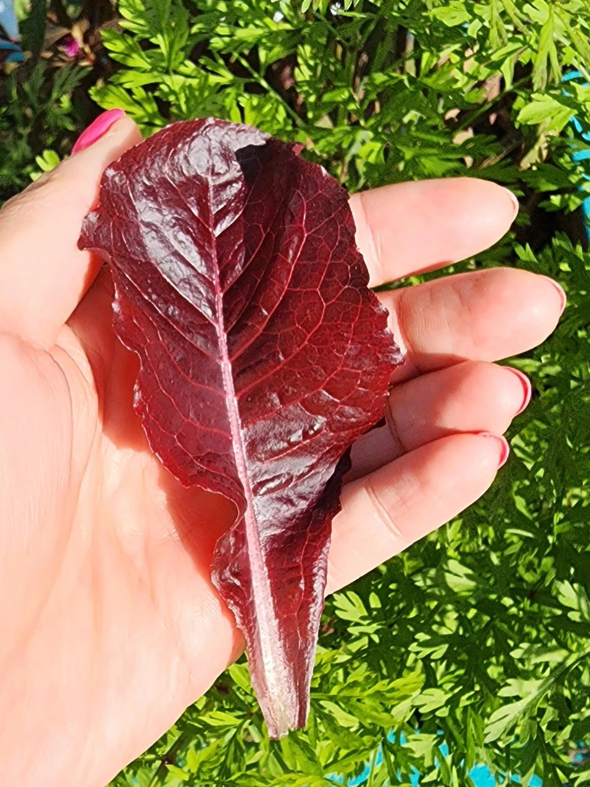 1000+ Super Red Romaine Lettuce Seeds ————- RARE