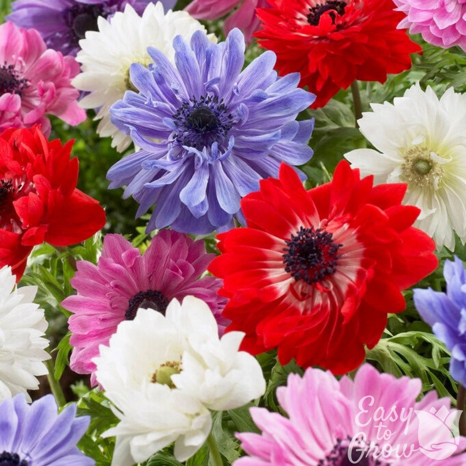 Anemone St. Brigid Mix 60 Flower Bulbs – Spring Colorful Blooms in Sun