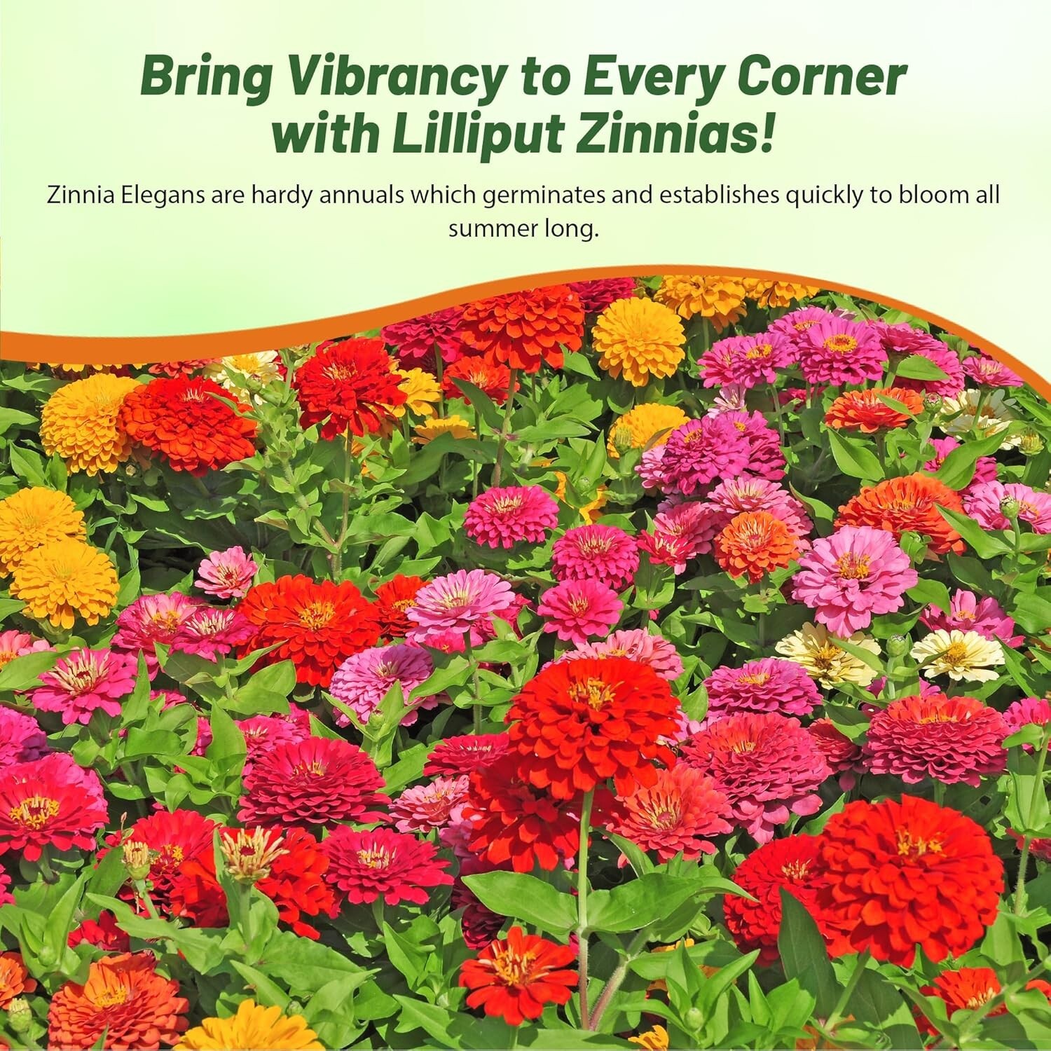 GMO-Free 1 Lb. Zinnia Seeds – Vibrant Annual Blooms for Summer to Winter Display