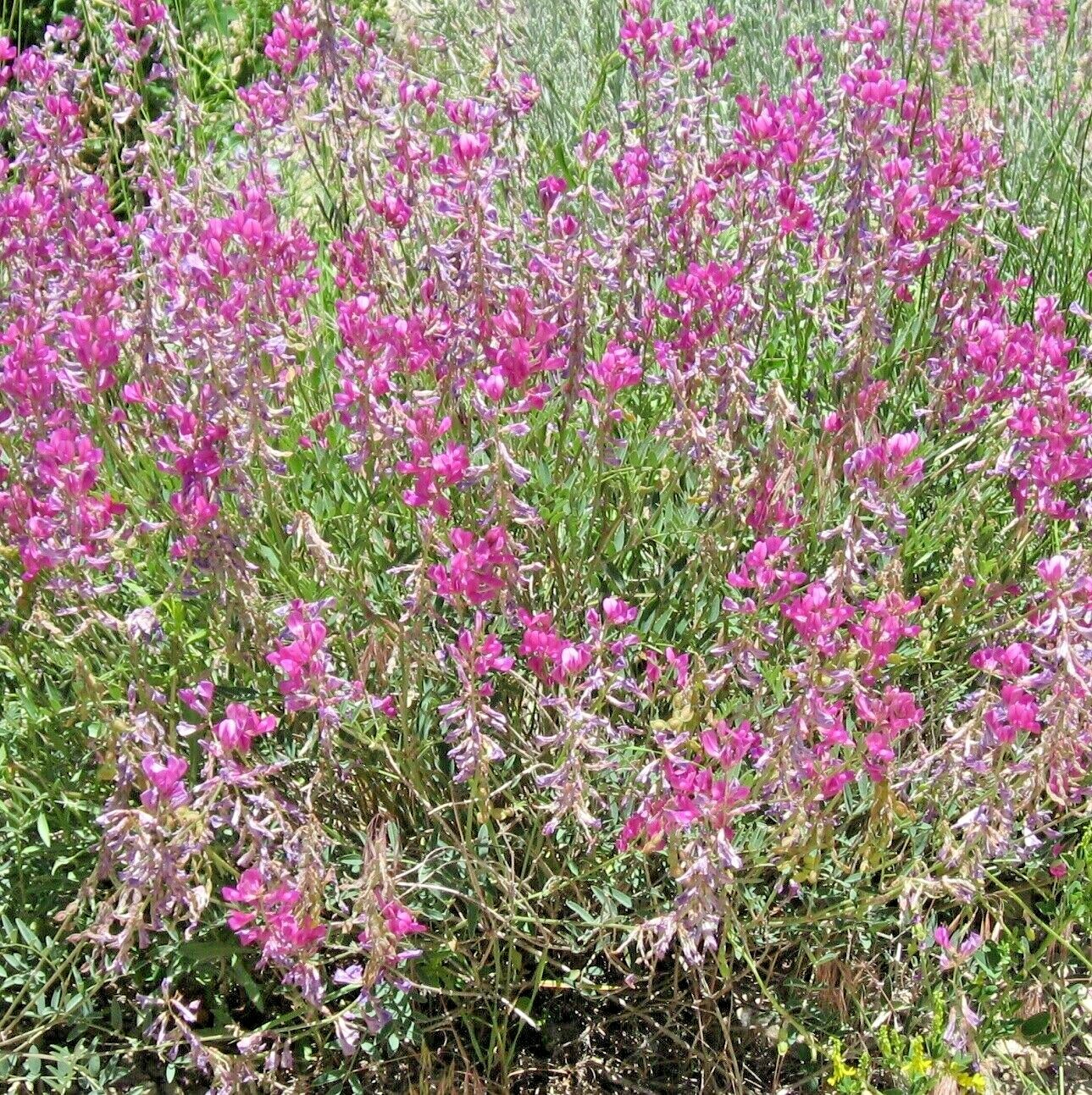 51+UTAH Northern SWEETVETCH Seeds Native Wildflower Drought Heat Cold Poor Soils