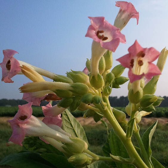 1000 Blue Star 100 Tobacco Seeds ~ Heirloom Burley Nicotiana Tabacum