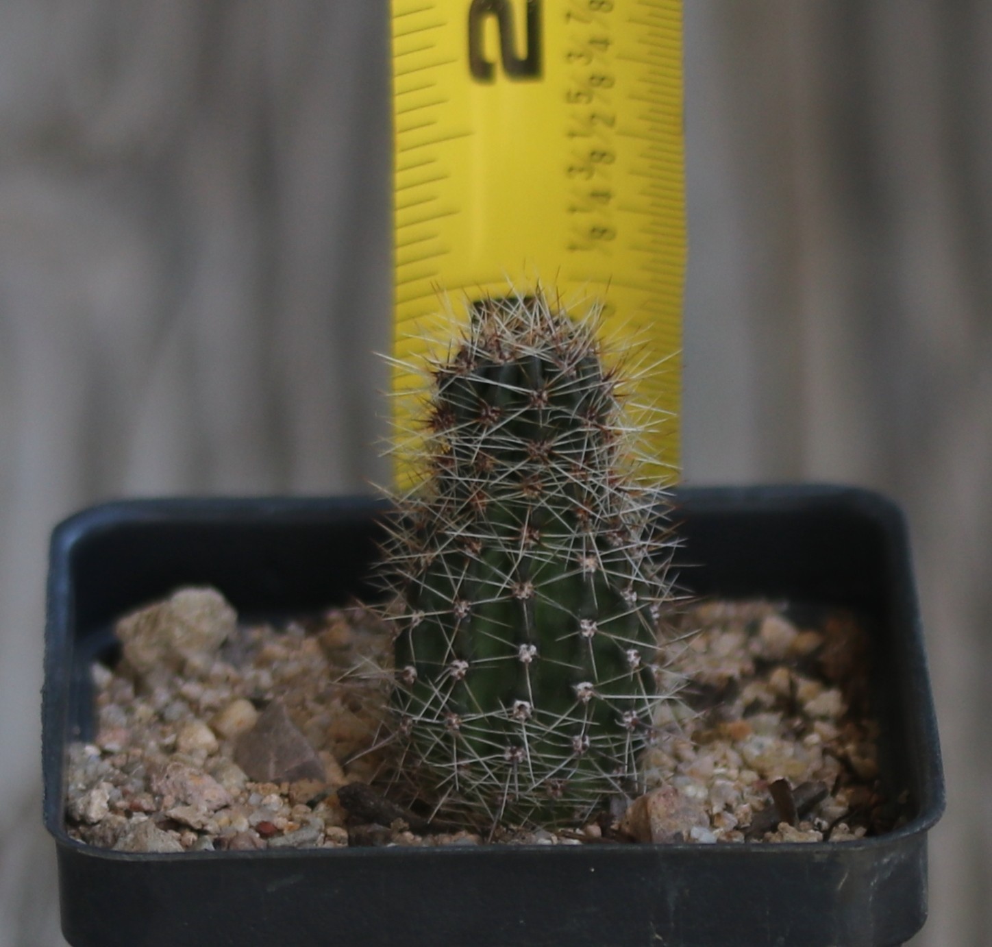 Echinopsis hybrid ‘Samantha Smith’