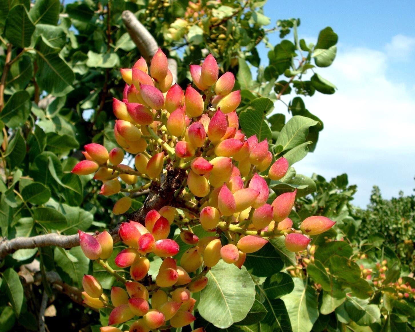 Pistachio Tree Seeds | Pistacia Vera Green Nut Perennial Seed 2025 Fast Shipping