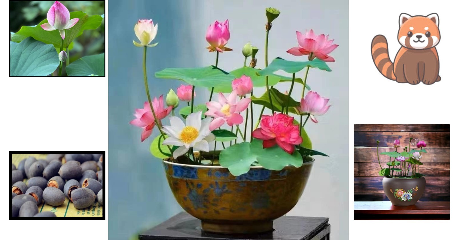 10pcs Mixed Lotus Seeds: Vibrant Pink, Red & Green for Indoor & Outdoor Oasis