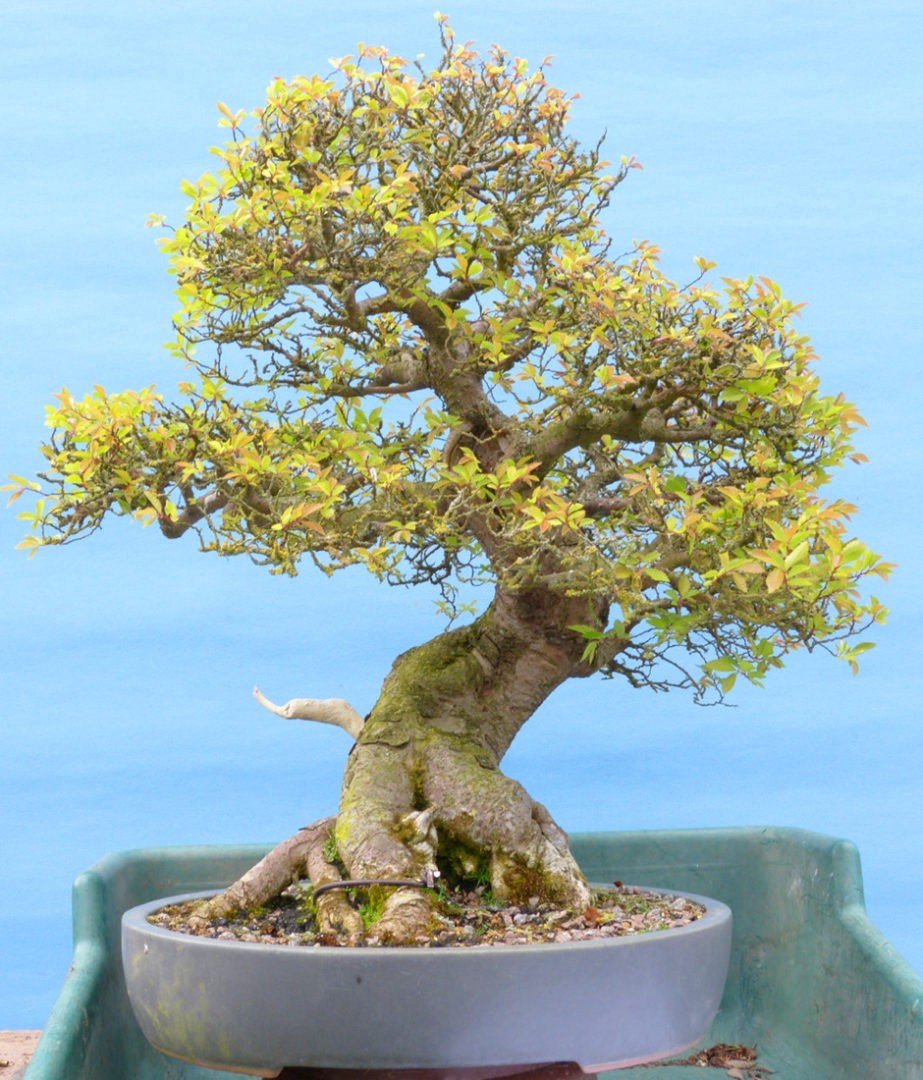 50 Chinese Elm Tree Seeds Ulmus Parvifolia Lacebark Bonsai Fast Growing