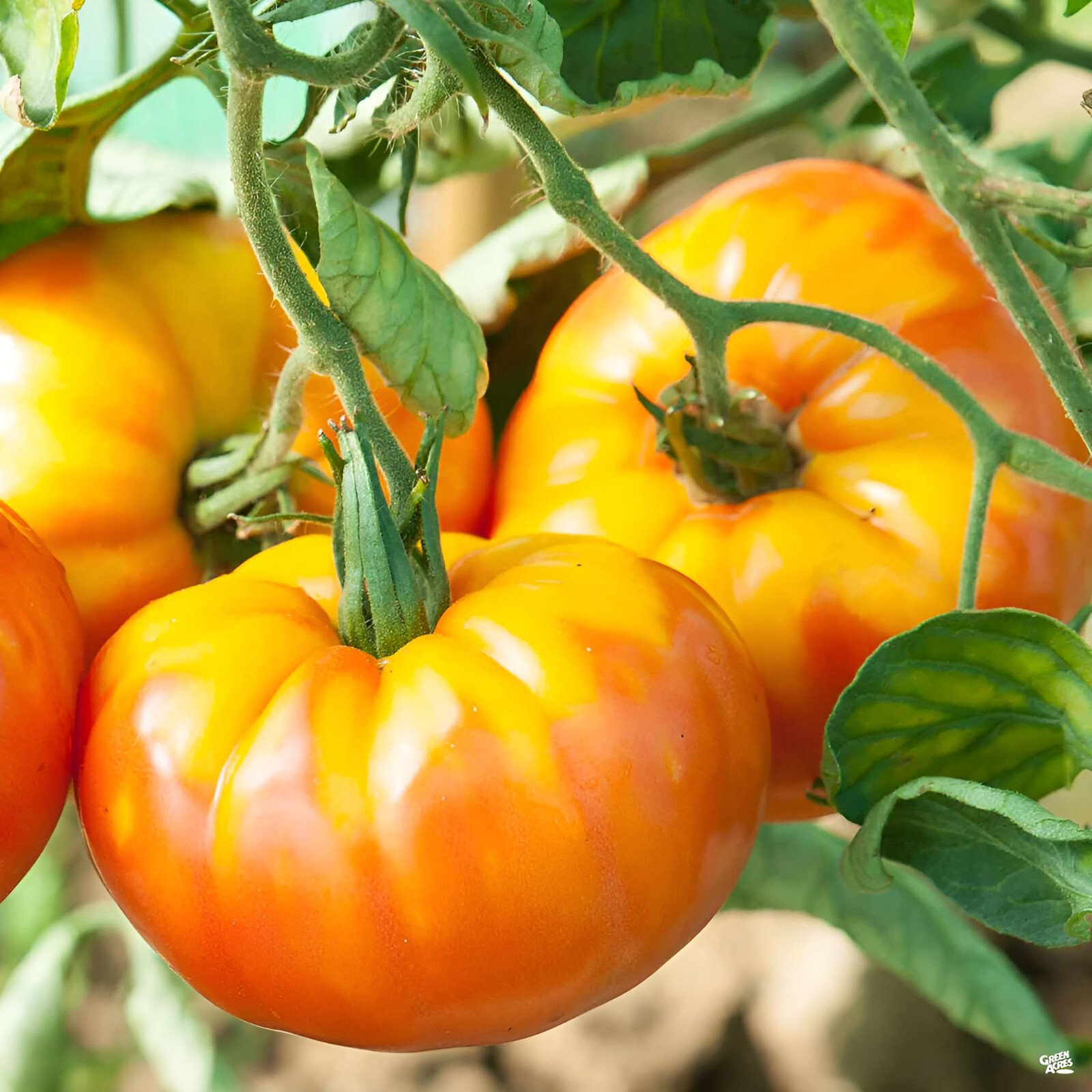 100 Heirloom Pineapple Tomato Seeds Huge 1-2lb Bi-Colored Sweet Indeterminate