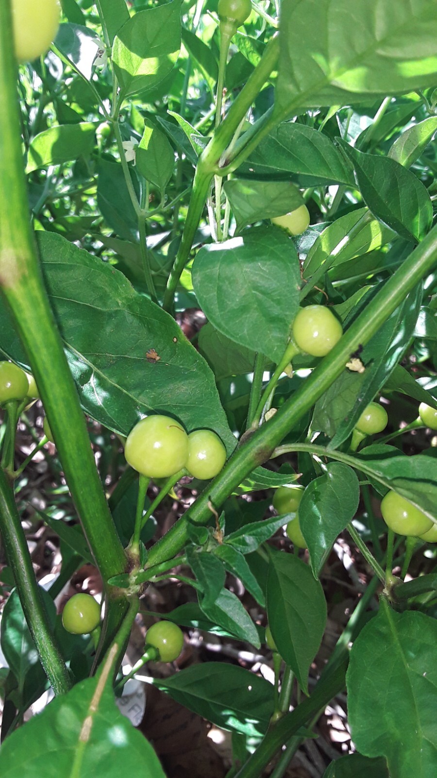50+ Aji Charapita pepper seeds Peruvian Organic Non-gmo Open Pollinated