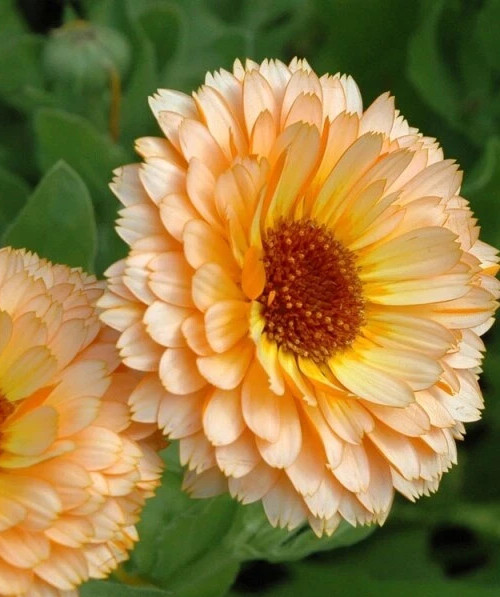 Pink Surprise Calendula non-GMO Heirloom seeds | Edible Flowers (50ct)