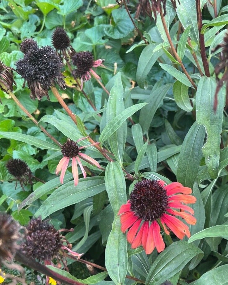 Coneflower Echinacea Seed Mix – NON-GMO – Free Shipping