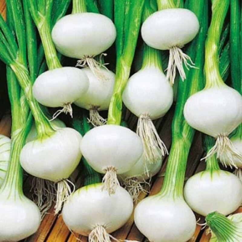 Crystal White Wax Onion Seeds 200+ Vegetable Garden NON-GMO USA FREE SHIPPING