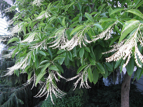 Lily of the Valley Tree, Oxydendrum arboreum, Seeds (Fall Color, Fragrant)