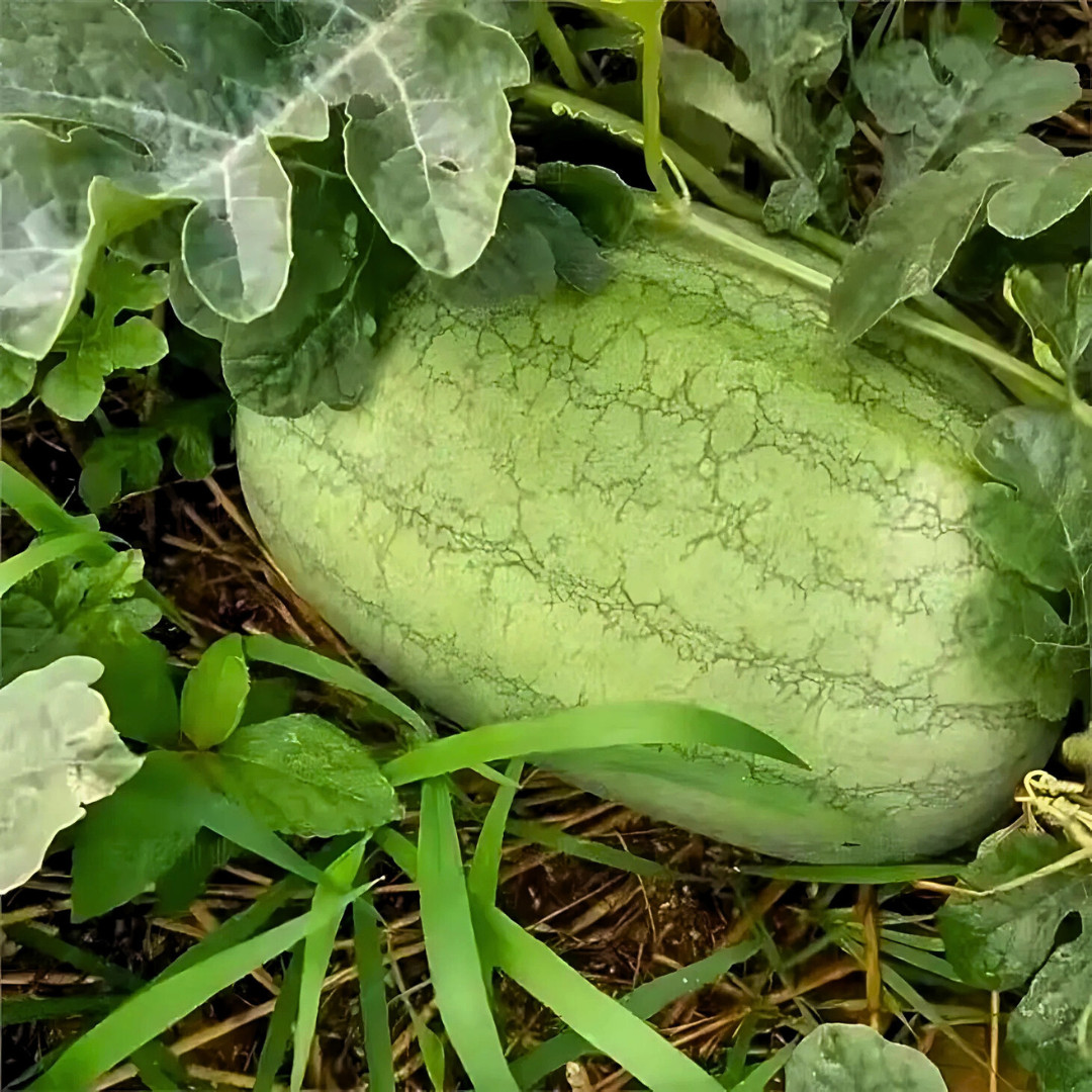 Fresh Charleston Grey Watermelon Seeds | Heirloom Non-GMO | Fresh Fruit Seeds