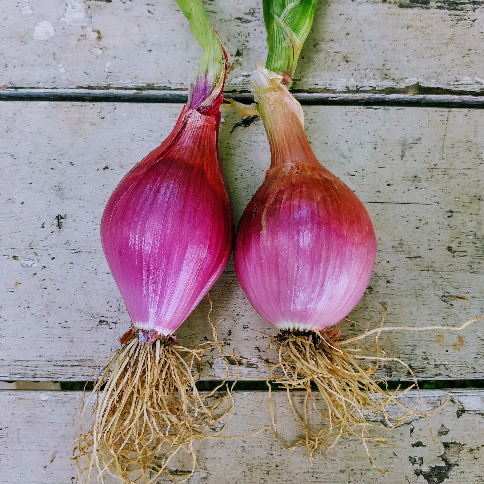Red Torpedo Onion Seeds (100) / ORGANIC / FLORIDA GROWN / INDETERMINATE
