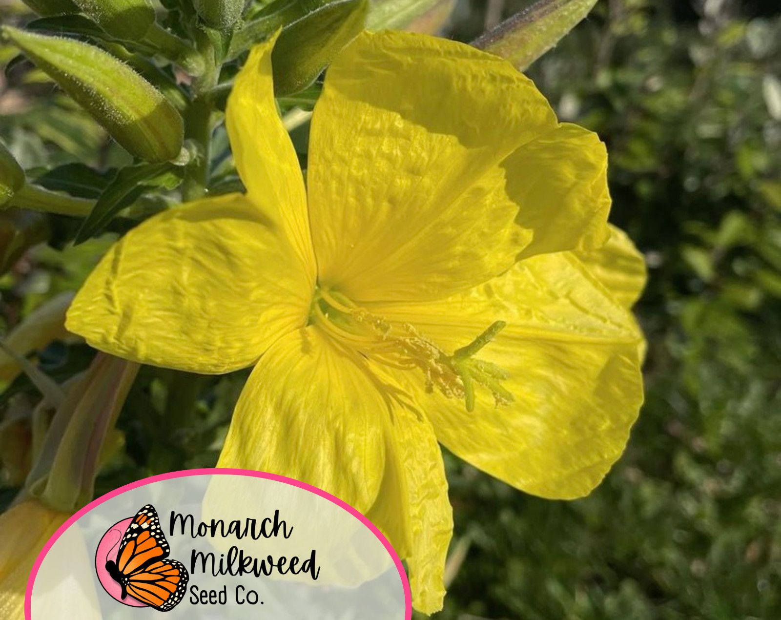 3500+ Yellow Evening Primrose Seeds | Native Flower Gardening Seed Packet, USA