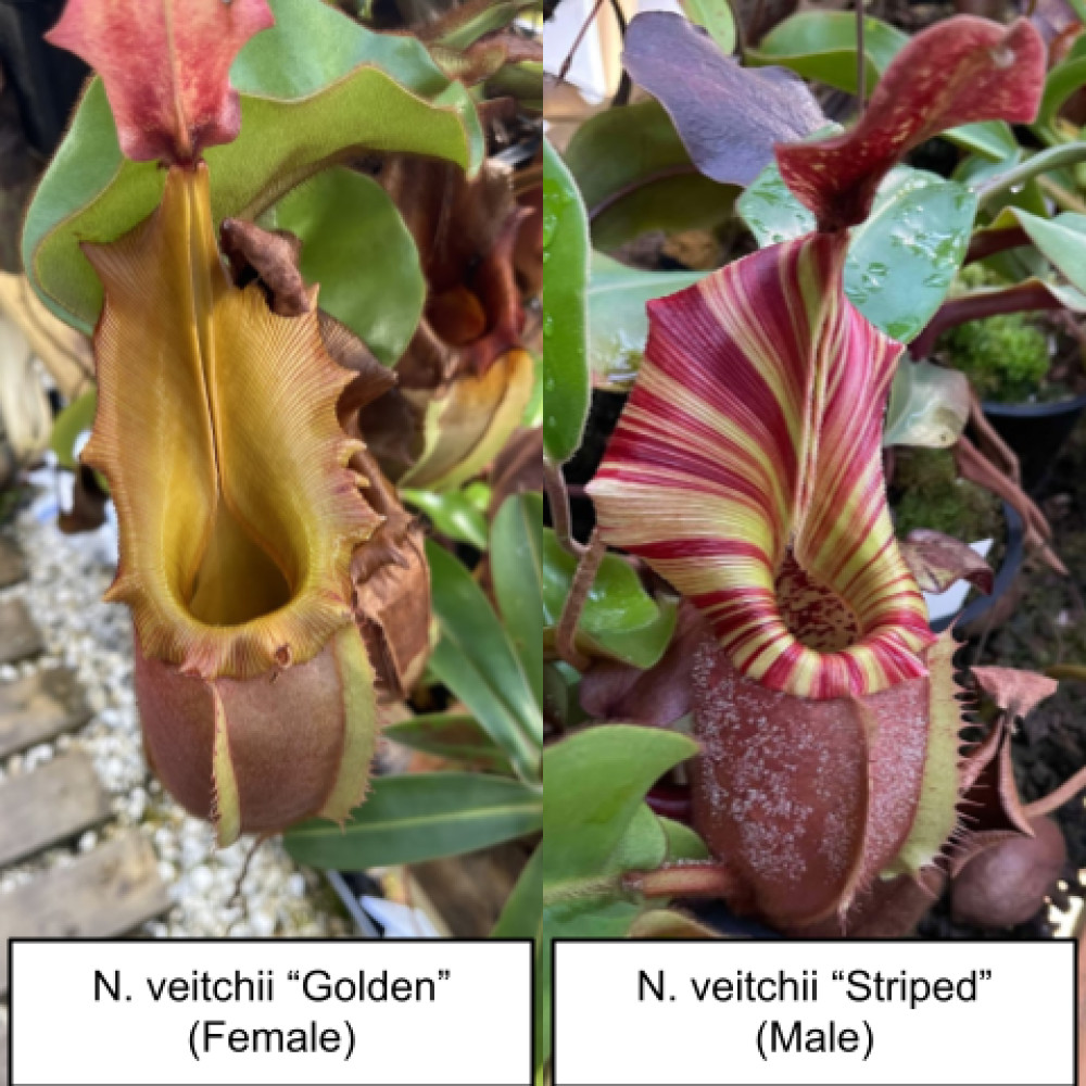Nepenthes veitchii seeds (“Golden” x “Striped”) – Fresh, produced by seller (US)