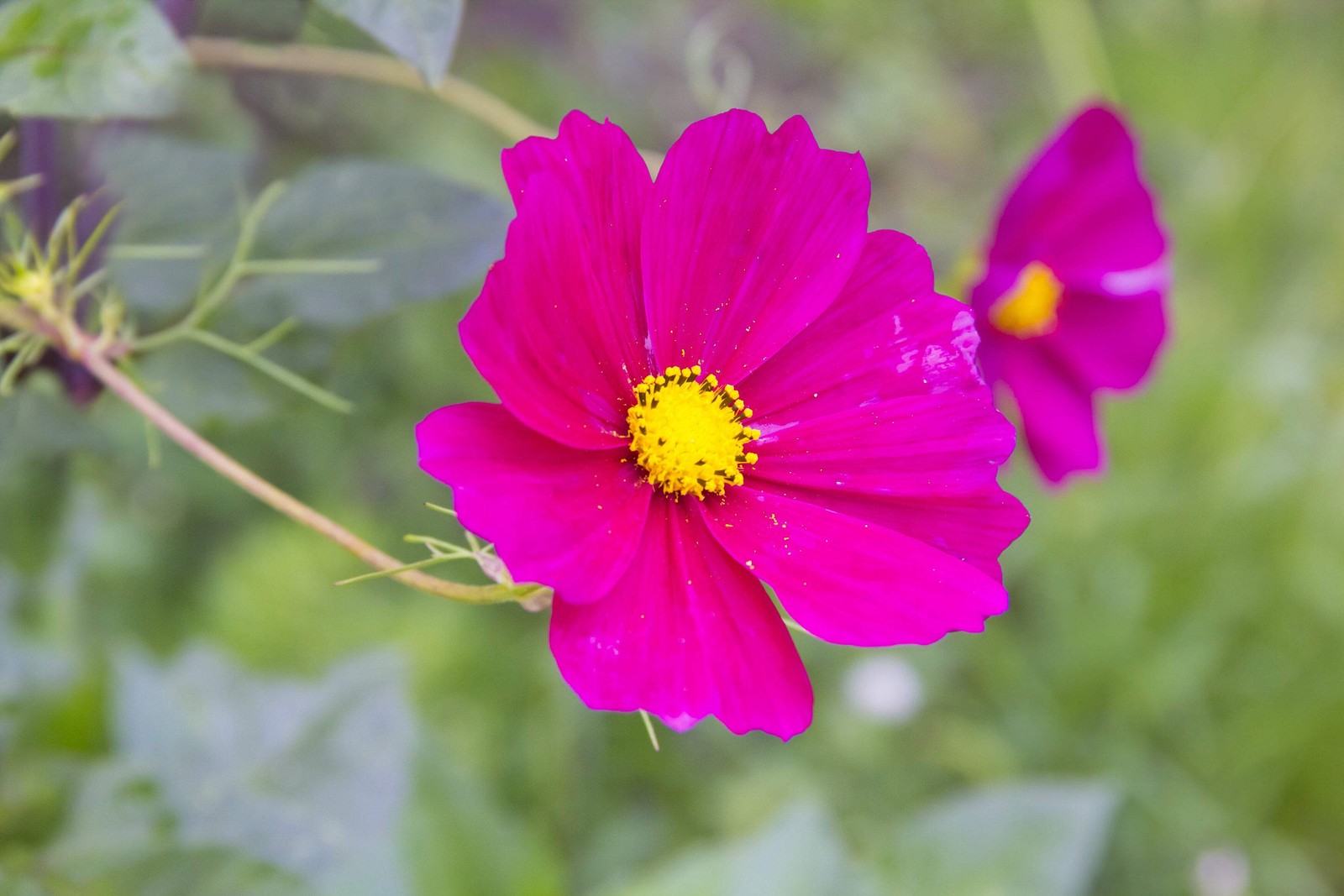 300 Wine Red TETRA VERSAILLES COSMOS Bipinnatus Hummingbird Flower Seeds