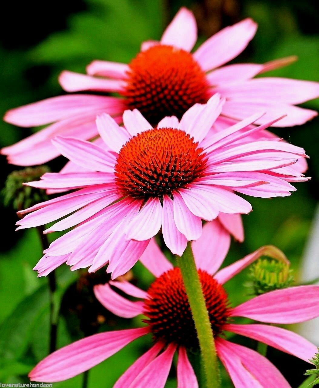 70 Echinacea Rudbeckia Purpurea Purple Coneflower Seeds~NY Botanical Garden Club