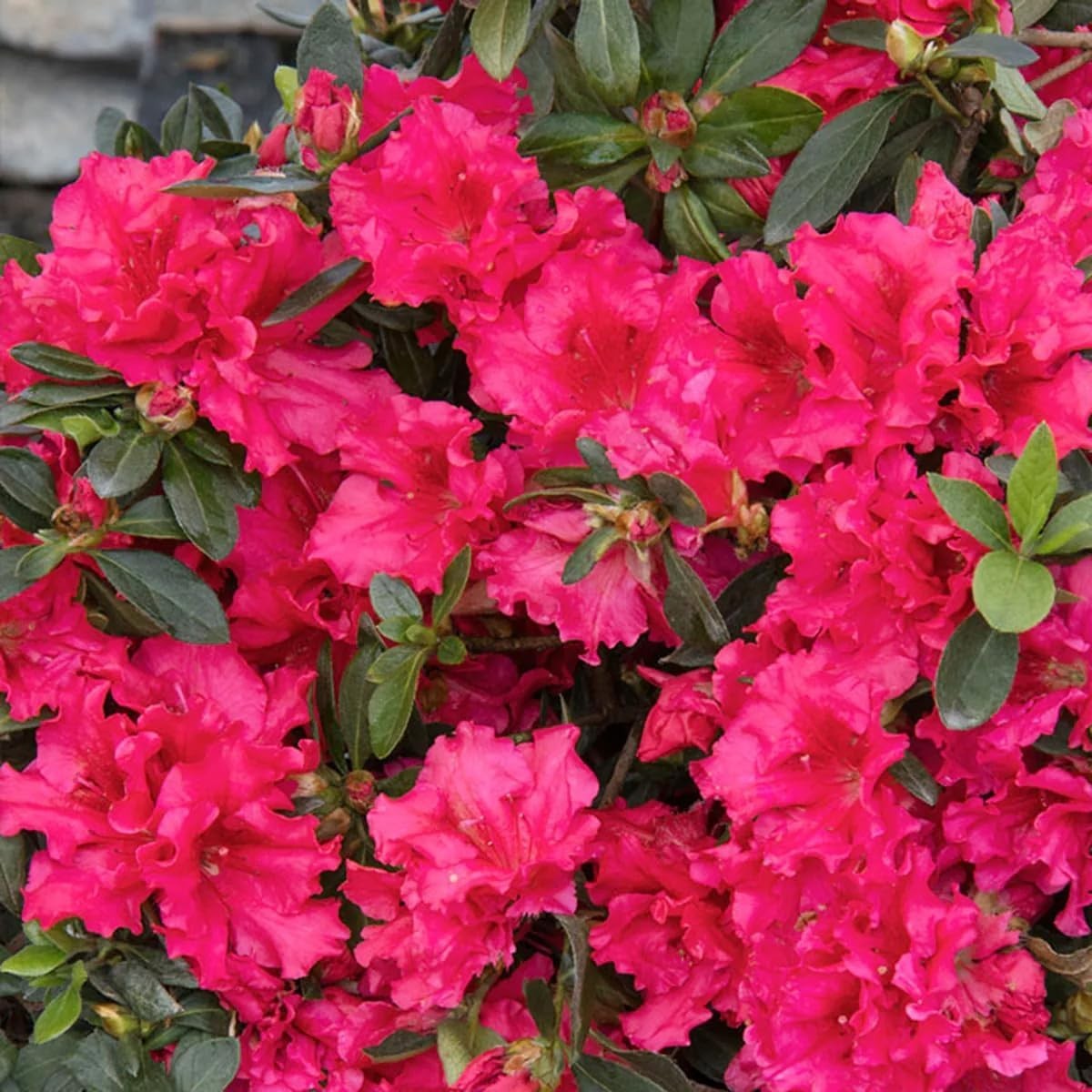 Mixed Azalea Rhododendron Seeds 30 Count for Beautiful Garden Flowers