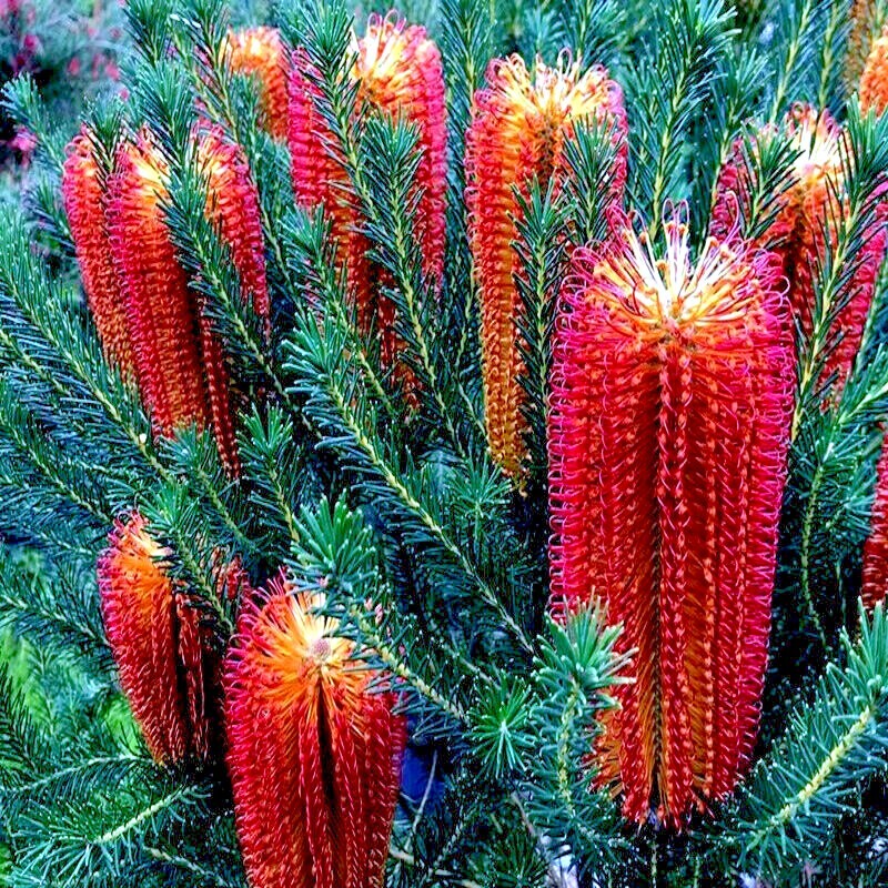 5 Lantern Banksia Tree Seeds “Fireworks” Exotic Flowering House Plant RARE