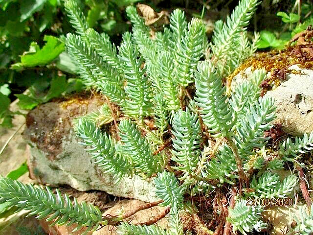 SEDUM BLUE SPRUCE 200 SEEDS, HARDY SEDUM, YELLOW FLOWERS IN SUMMER, EZ TO GROW.