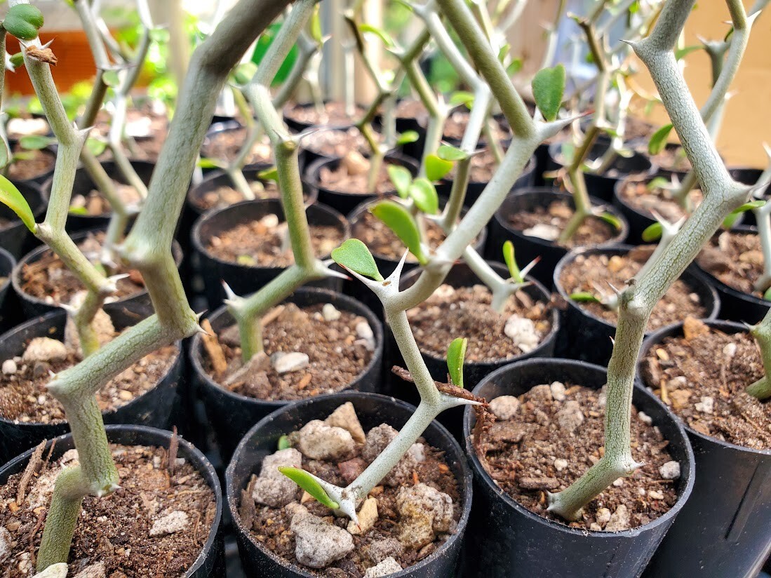 Decarya madagascariensis – Zig Zag Plant – Madagascar – 1 NON-ROOTED CUTTING