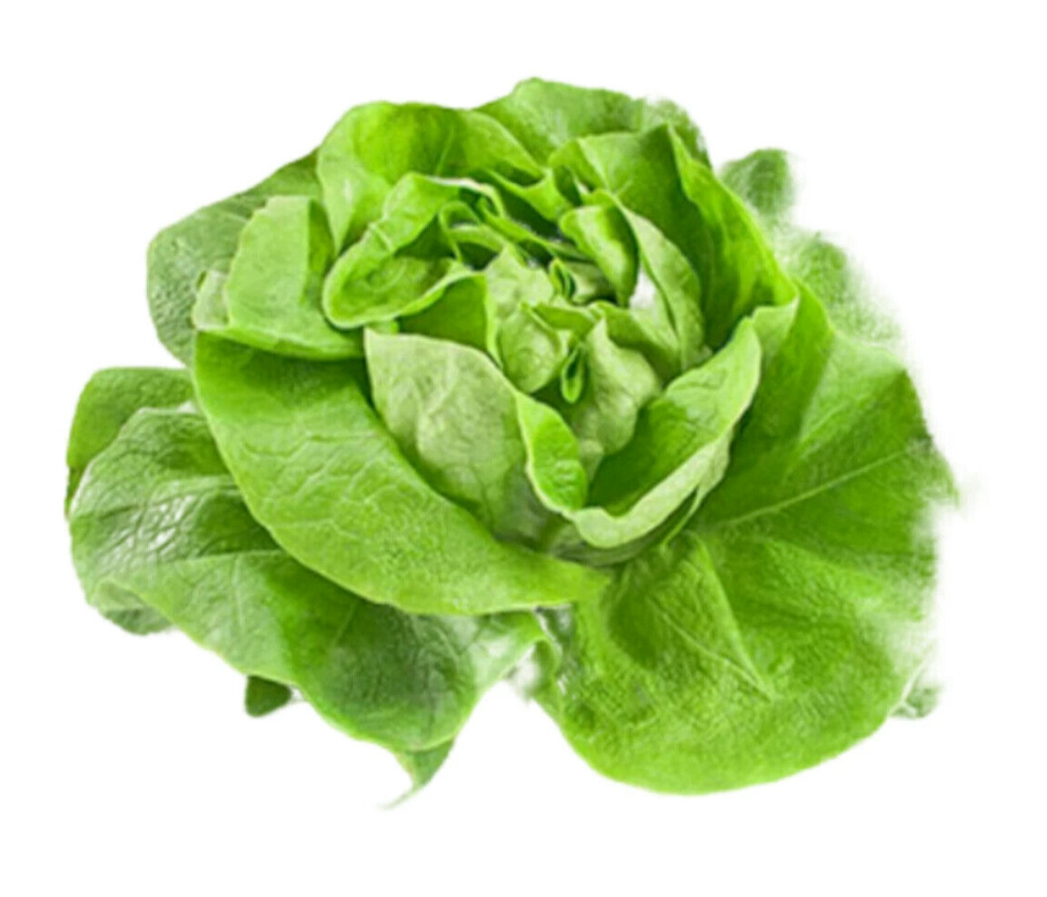 1000+PCS VIETNAMESE BUTTERHEAD LETTUCE SEEDS, HẠT XÀ LÁCH MỠ | 98% GERMINATION |