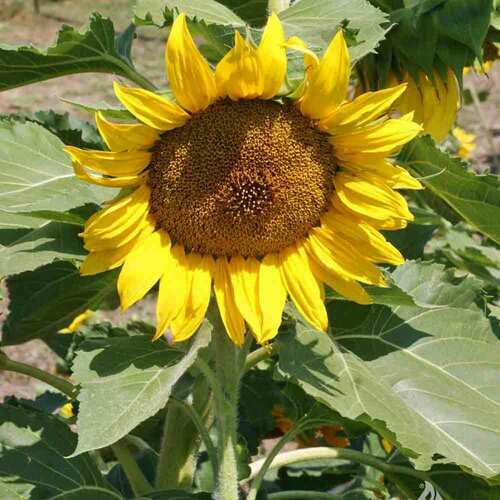 25 Sunspot Dwarf Sunflower Seed Heirloom NON-GMO Fresh Seed CUTE, STUBBY, & FUN