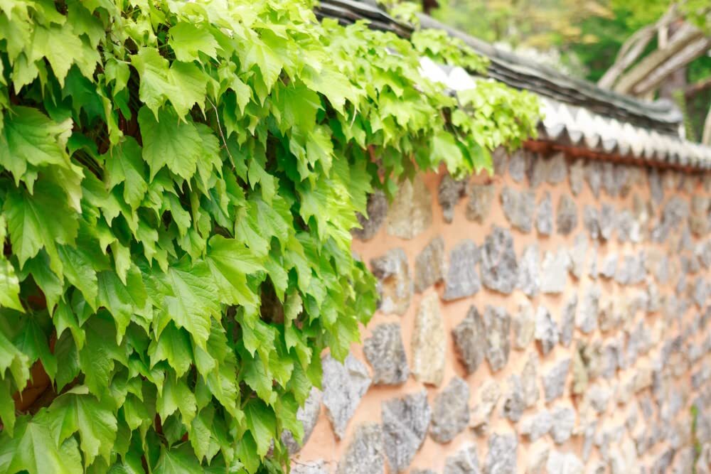 30 Climbing Ivy Seeds for Planting – Easy to Grow Boston Ivy Vine-Fast Shipping