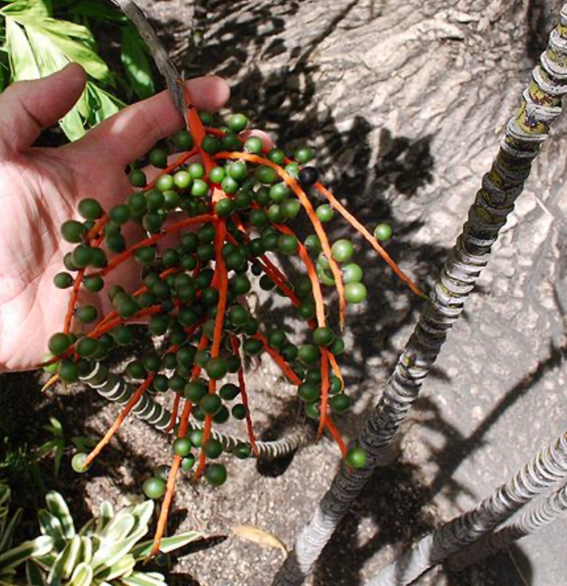 Rare – Chamaedorea Klotzschiana Palm Seeds – Highly Endangered Rainforest Exotic