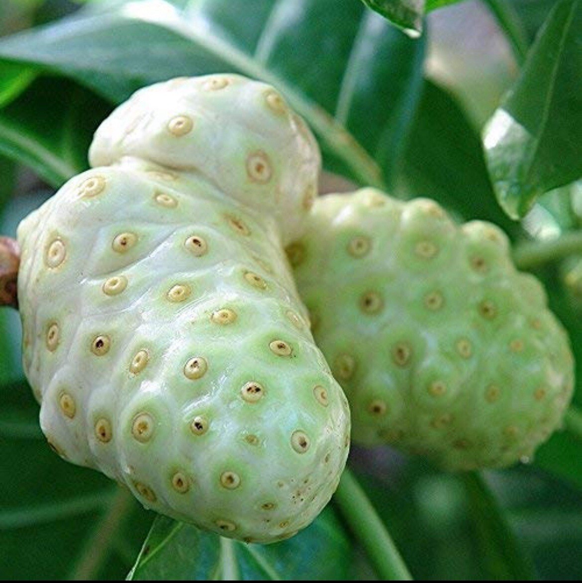 Morinda citrifolia Noni guanábana cimarrona fruta del diablo 20 Seeds