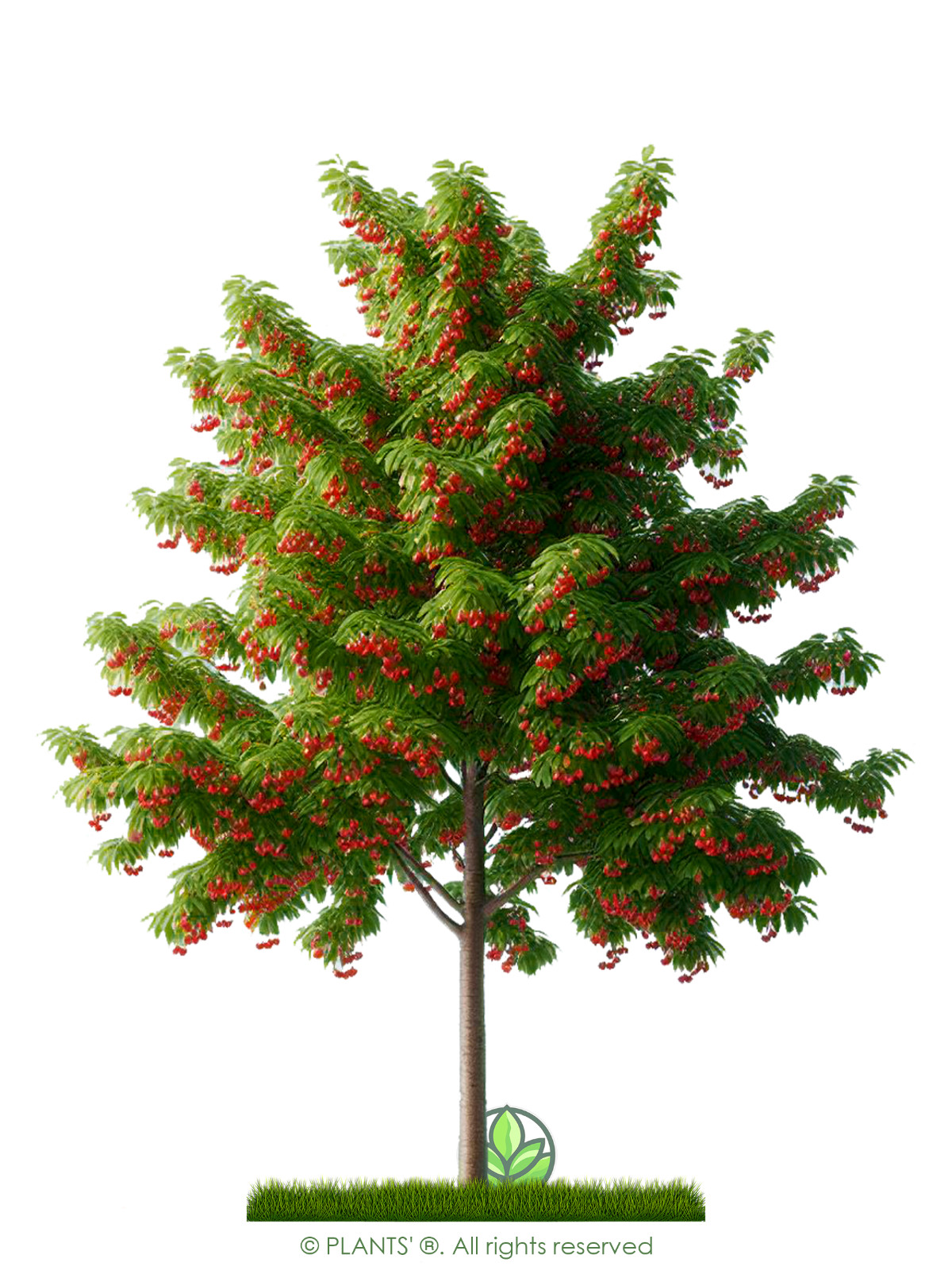 Pin Cherry Tree | Premium Seeds | Prunus pensylvanica ‘Summer’ | Plants’®
