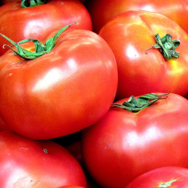 Homestead Tomato Seeds, NON-GMO, Heirloom, Determinate, Variety Sizes, FREE SHIP