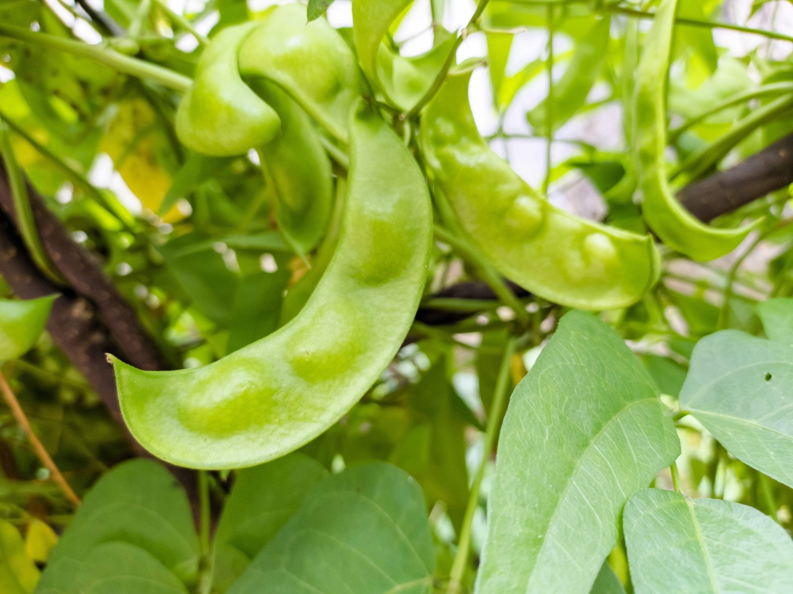 50 BABY LIMA BEAN Phaseolus Lunatus Vegetable Seeds