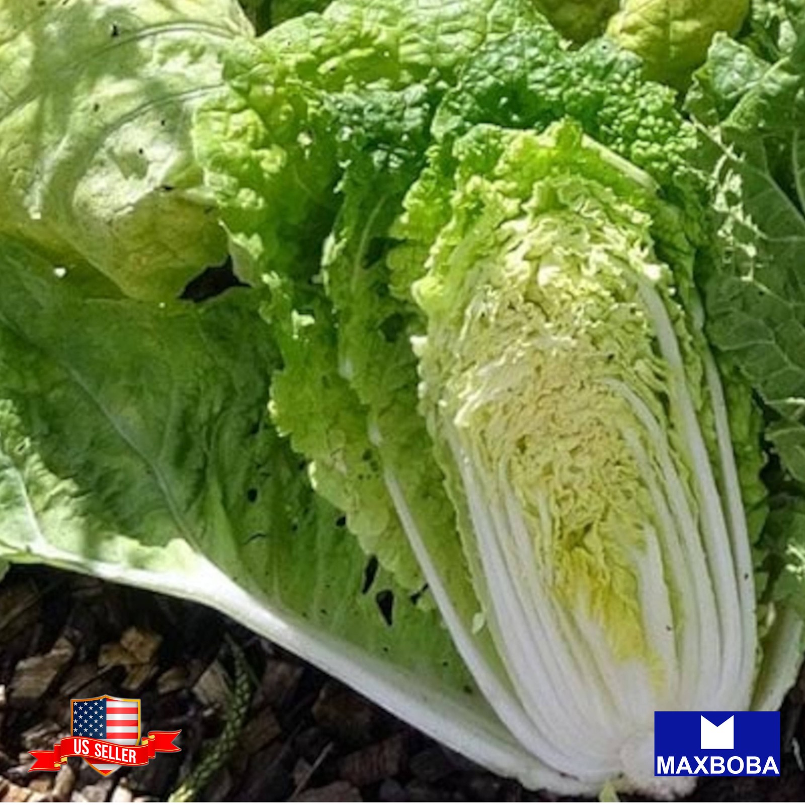 300 Kyoto No. 3 Chinese Cabbage Seeds Non-GMO Heirloom BTGO 75% OFF