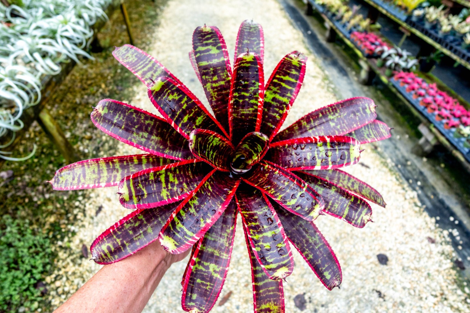 Bromeliad – Neoregelia Lucifer 6″ pot – Live Plant