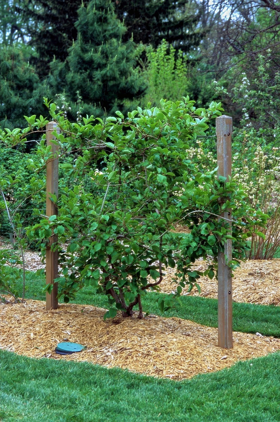 Issai Kiwi Seeds Arctic Grape Berry Superfruit Garden Plant Cold Hardy Fast Vine