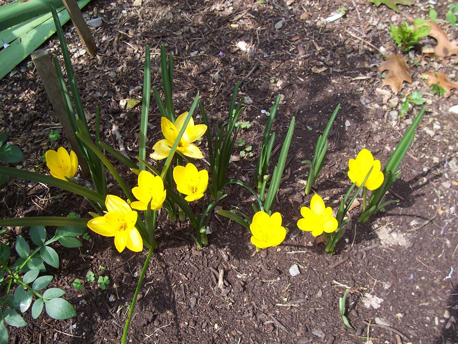 10 LARGE Fall Blooming Crocus Bulbs Autumn Daffodil Sternbergia Lutea Live Plant