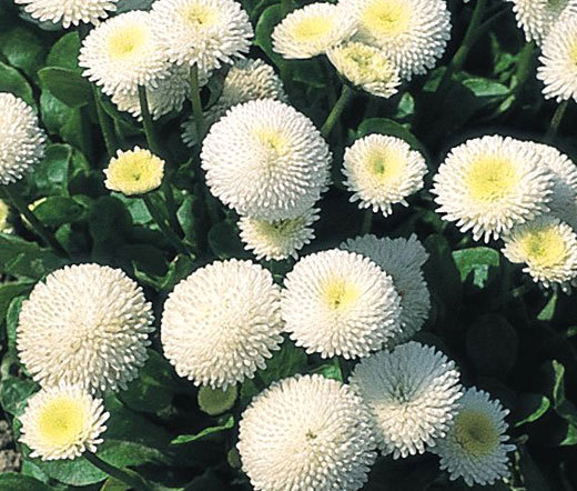 ENGLISH DAISY WHITE Bellis Perennis Super Enorma – 1,000 Bulk Seeds