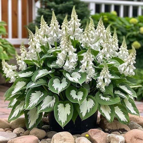 285+ Perennial Rainbow Hosta Seeds, Easy Grow Garden Foliage Heart-Shaped