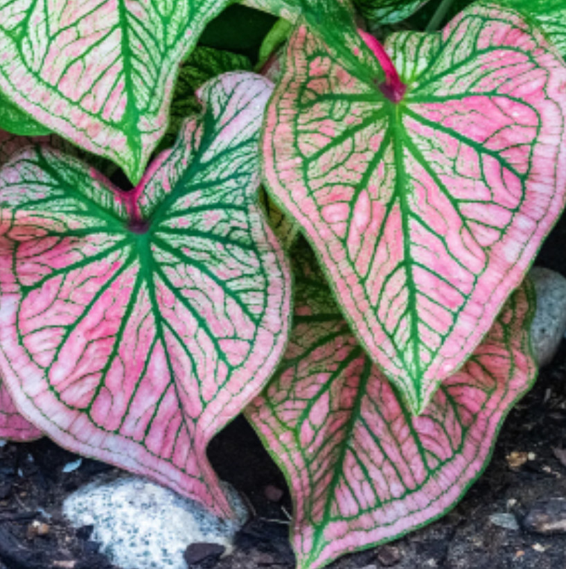 Caladium ‘Debutante’ – Size #2 Bulbs (4 Bulbs, 1 to 1.5 inches)