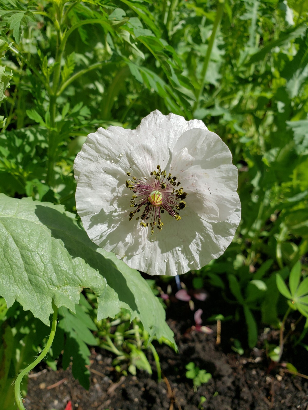 Mixed Poppy Seeds Several Varieties 100-200 Count *Free Shipping*