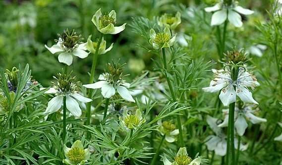 Herb Seed: Cumin 250+ seeds Fresh Seed