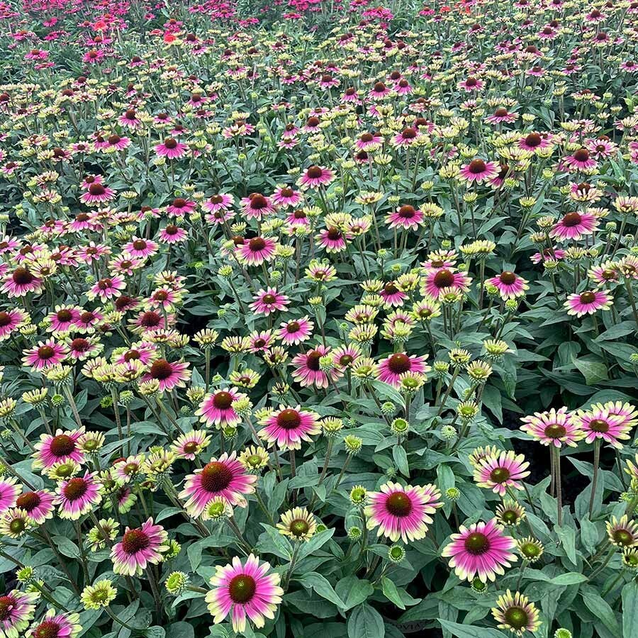 Rare Echinacea: A Delightful Long-lived Coneflower for Pollinators
