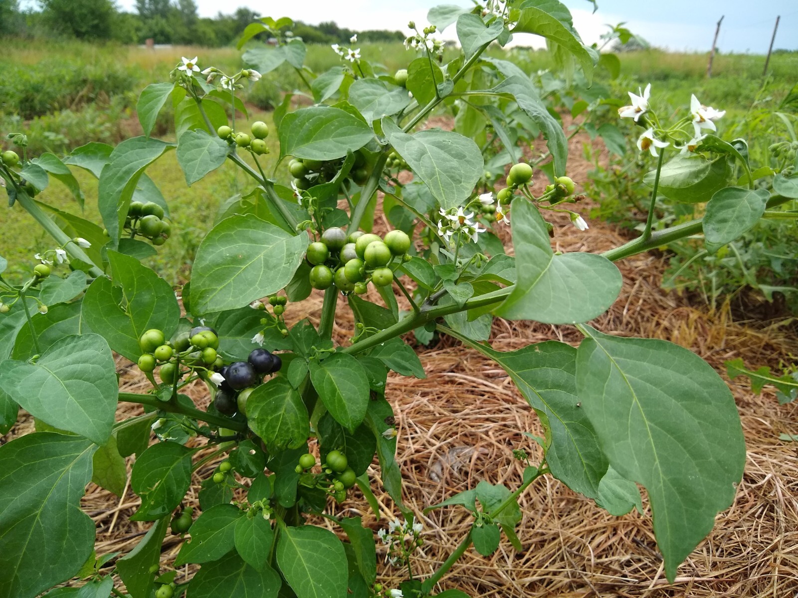 Garden Huckleberry Seed (Solanum melanocerasum) ~ 100 to 10,000 seeds