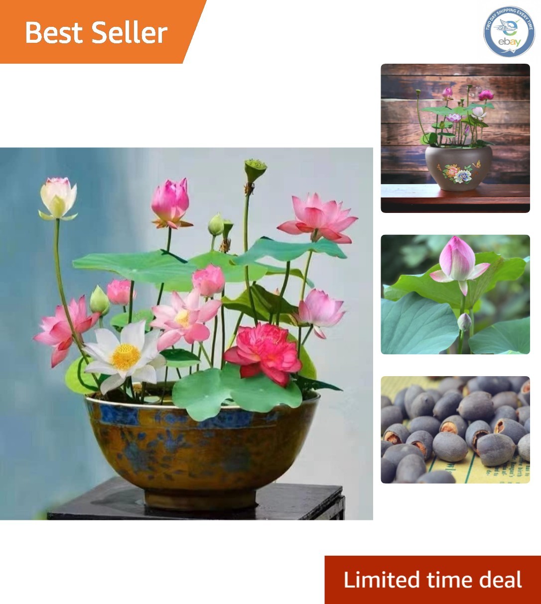 10PCS Exotic Mixed Lotus Seeds – Pink, Red & Green for Indoor & Outdoor Gardens