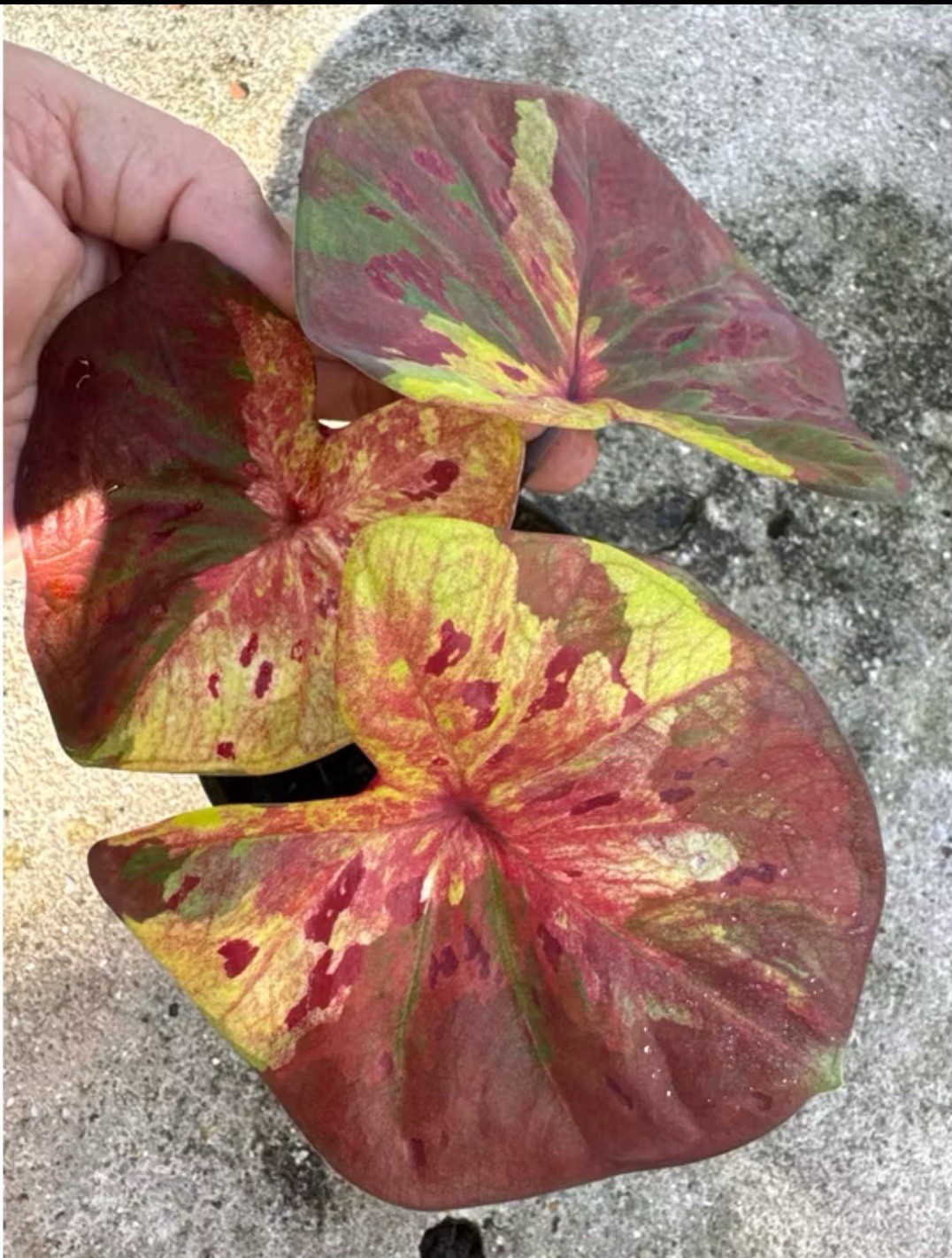AUTHENTIC RARE Caladium Moonlight 1 bulbs