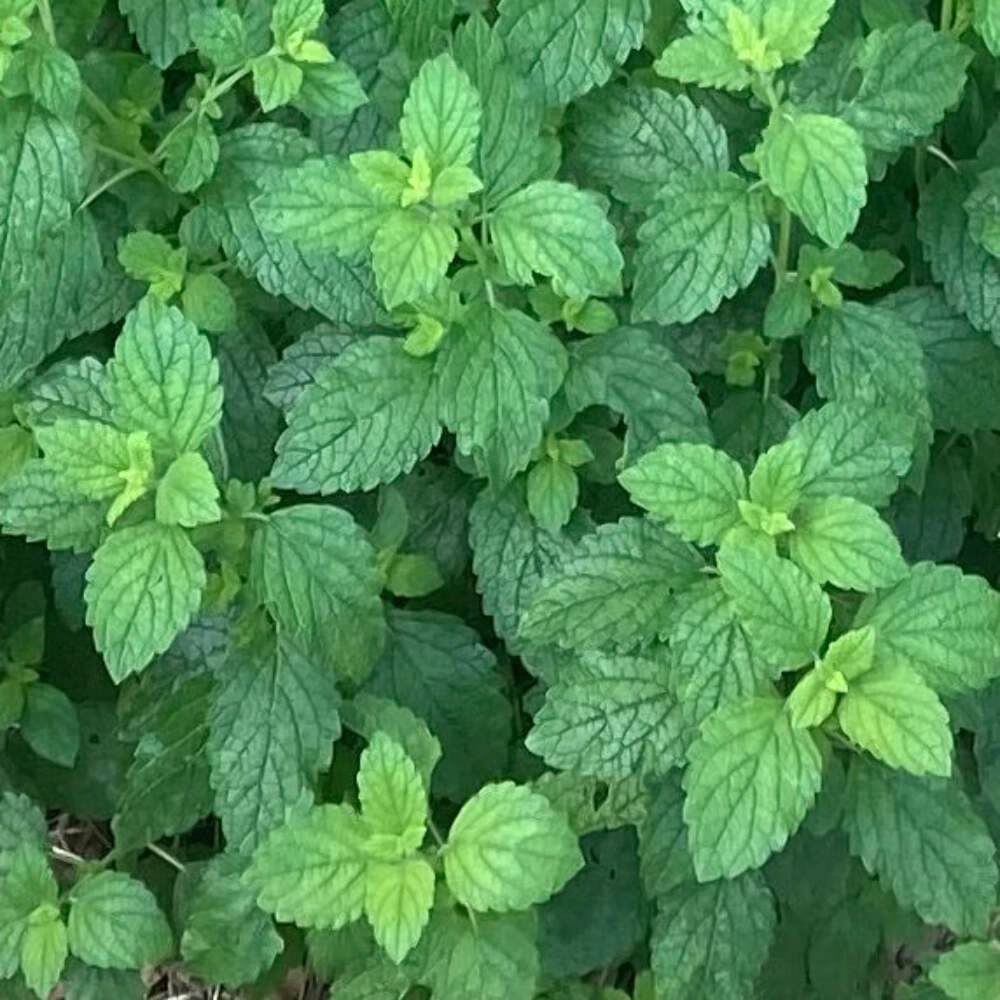 Lemon Balm Seeds (Melissa officinalis) ~Traditional Herb Pollinator Garden