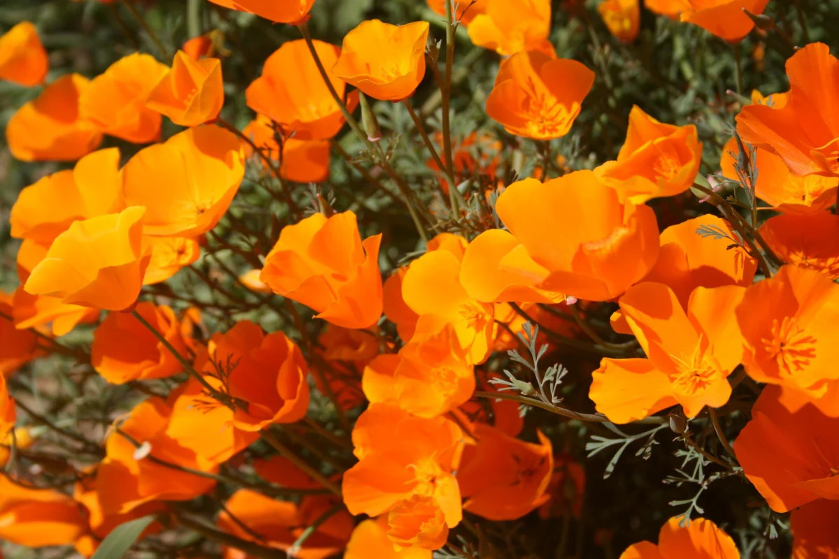 Giant Orange California Poppy Seeds | Sun Gold Poppies Garden Flower Seed 2024
