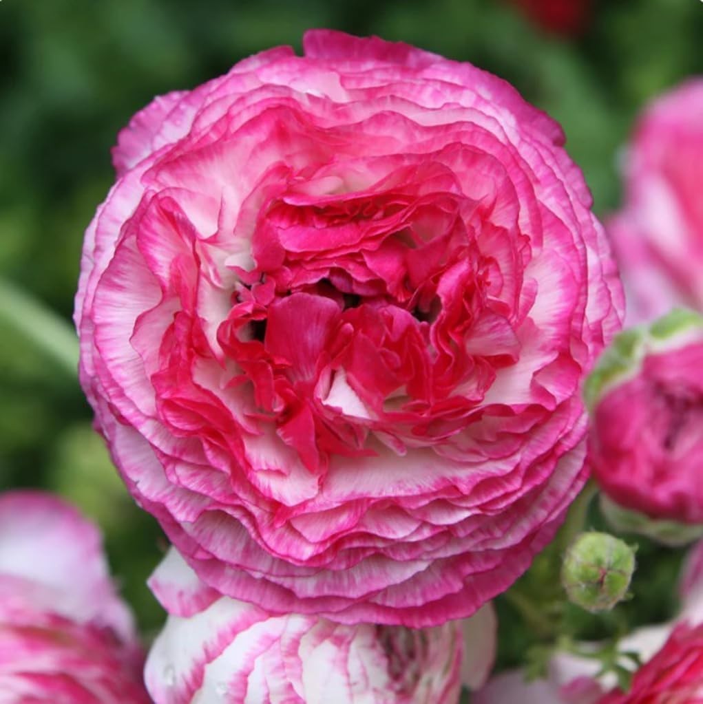 Heirloom Quality 10PCS Ranunculus Bulbs | Shade Resistant Double Buttercups
